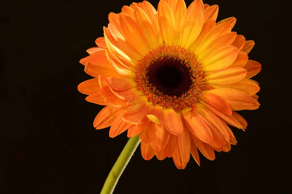 Karanlık Arka Planda Güzel Gerbera Çiçeği Yaz Konsepti Yakın Görüş — Stok fotoğraf