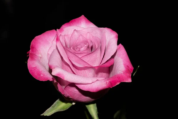 Schöne Rosenblüte Auf Dunklem Hintergrund Sommerkonzept Nahsicht — Stockfoto