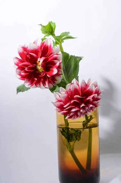 Helle Schöne Blumen Der Vase Auf Hellem Hintergrund Nahsicht — Stockfoto