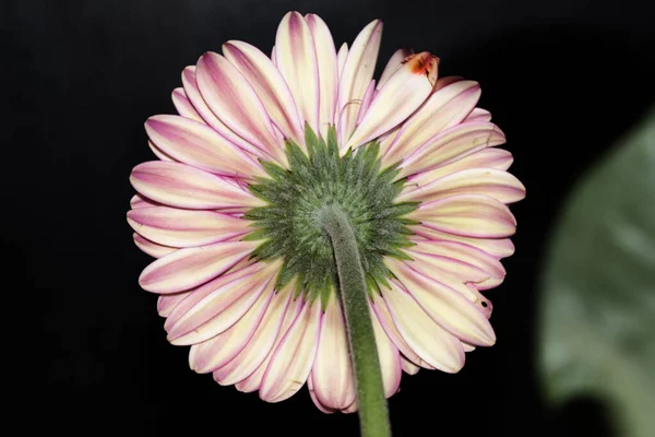 Hermosa Flor Gerberas Sobre Fondo Oscuro Concepto Verano Vista Cercana — Foto de Stock