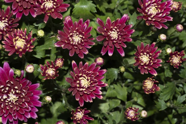 Vackra Blommor Växer Utomhus Trädgården Närbild — Stockfoto