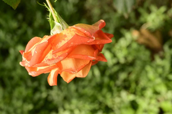 Piękny Kwiat Róży Rośnie Zewnątrz Ogrodzie Widok Bliska — Zdjęcie stockowe