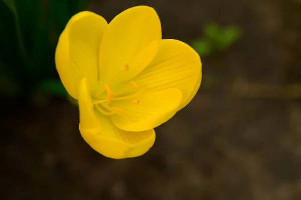 Krásný Krokus Květiny Rostoucí Venku Zahradě Detailní Pohled — Stock fotografie