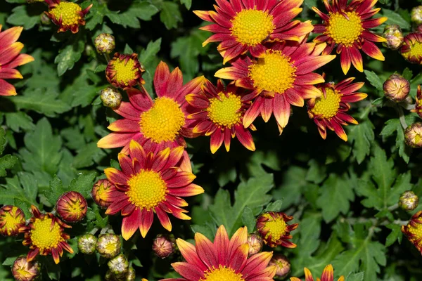 Красивые Цветы Растущие Открытом Воздухе Саду Вид Крупным Планом — стоковое фото