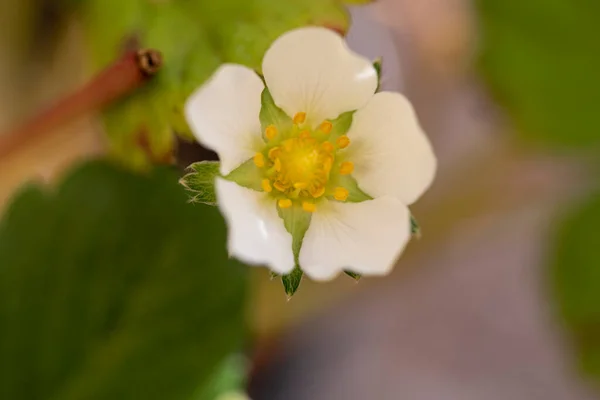 美丽的花朵生长在花园的室外 — 图库照片