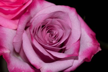 Koyu arkaplanda güzel güller, yaz konsepti, yakın manzara  