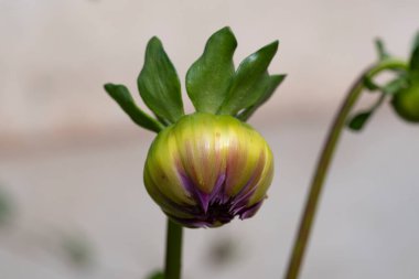 Bahçede büyüyen güzel bir çiçek, yakın çekim manzarası.
