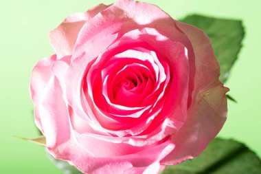 Parlak arka planda güzel bir gül çiçeği, yaz konsepti, yakın görüş  