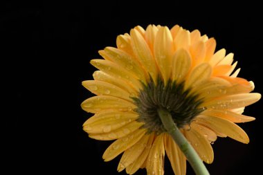 Koyu arkaplanda yağmur damlaları olan güzel Gerbera çiçeği, yaz konsepti, yakın görüş  