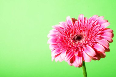 Parlak arka planda güzel Gerbera çiçeği, yaz konsepti, yakın görüş  