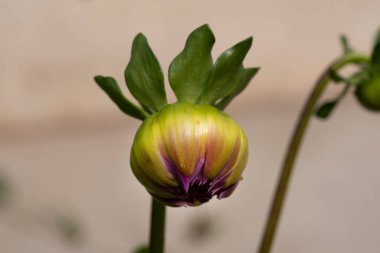 Bahçede büyüyen güzel bir çiçek, yakın çekim manzarası.