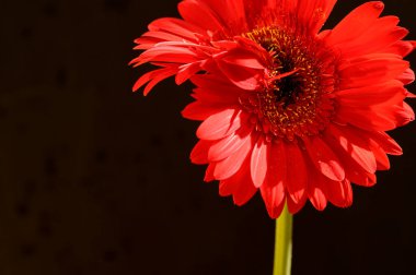 Koyu arkaplanda güzel Gerbera çiçekleri, yaz konsepti, yakın görüş  