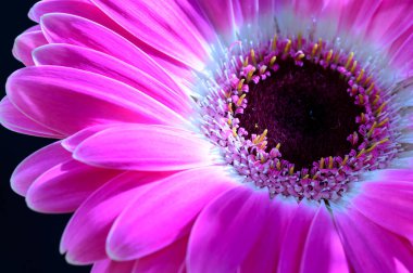 Karanlık arka planda güzel Gerbera çiçeği, yaz konsepti, yakın görüş  