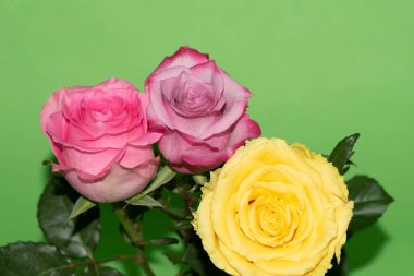 Parlak arka planda güzel güller, yaz konsepti, yakın manzara  