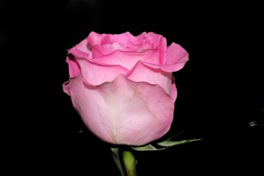 Koyu arkaplanda güzel bir gül çiçeği, yaz konsepti, yakın görüş  