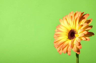Parlak arka planda güzel Gerbera çiçeği, yaz konsepti, yakın görüş  