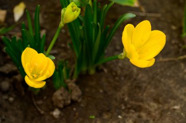 Bahçede büyüyen güzel timsahlar, yakın çekim manzarası.