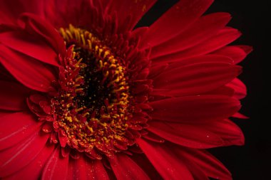 Karanlık arka planda güzel Gerbera çiçeği, yaz konsepti, yakın görüş  