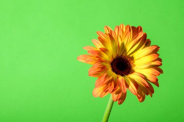 Parlak arka planda güzel Gerbera çiçeği, yaz konsepti, yakın görüş  