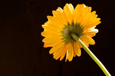 Karanlık arka planda güzel Gerbera çiçeği, yaz konsepti, yakın görüş  