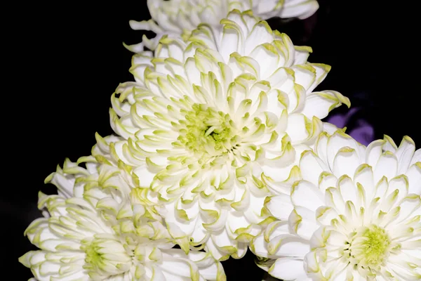 Bouquet Belles Asters Sur Fond Lumineux Concept Été Vue Rapprochée — Photo