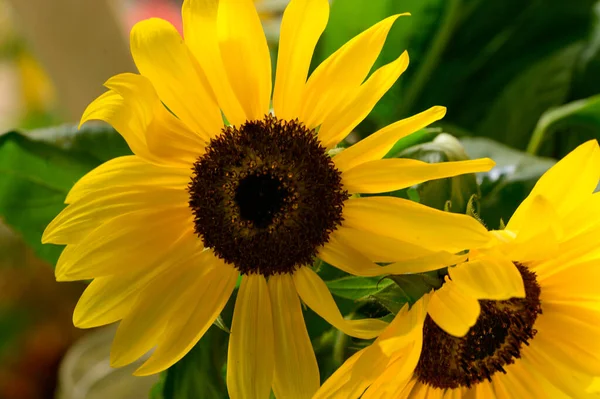 Hermosos Girasoles Creciendo Aire Libre Jardín Vista Cerca — Foto de Stock