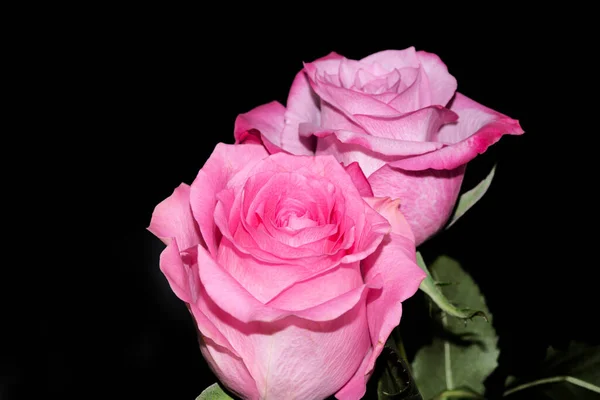 Rosas Bonitas Fundo Escuro Conceito Verão Vista Próxima — Fotografia de Stock