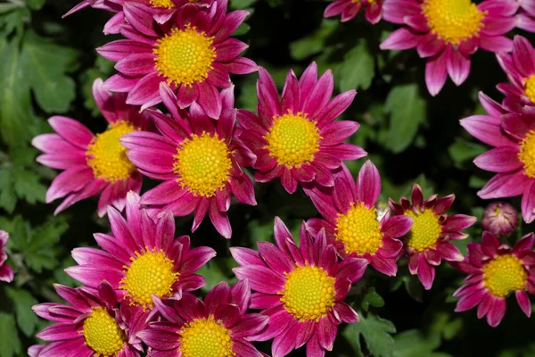 Belas Flores Crescendo Livre Jardim Vista Close — Fotografia de Stock