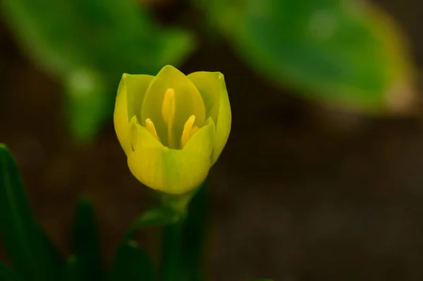 Krásný Krokus Květiny Rostoucí Venku Zahradě Detailní Pohled — Stock fotografie