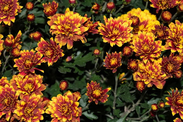 Beautiful Flowers Growing Outdoor Garden Closeup View — Stock Photo, Image