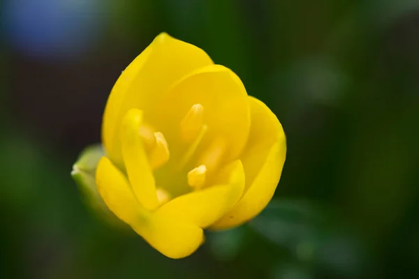 Красива Квітка Крупа Росте Відкритому Повітрі Саду Вид Крупним Планом — стокове фото