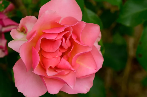 Bela Rosa Flor Crescendo Livre Jardim Vista Close — Fotografia de Stock