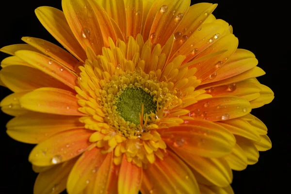 Beautiful Gerbera Flower Raindrops Dark Background Summer Concept Close View — Stock Photo, Image