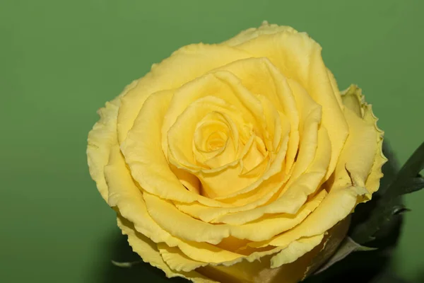 美しいバラの花を背景に夏のコンセプト — ストック写真