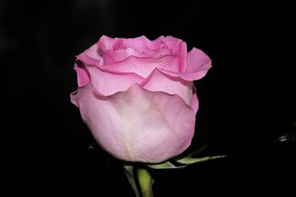 Hermosa Flor Rosa Sobre Fondo Oscuro Concepto Verano Vista Cercana — Foto de Stock
