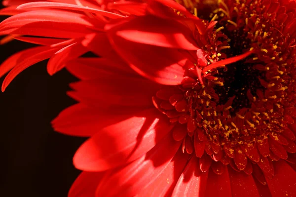 Belles Fleurs Gerbera Sur Fond Sombre Concept Été Vue Rapprochée — Photo