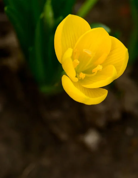 Schöne Krokusblume Wächst Freien Garten Nahaufnahme — Stockfoto