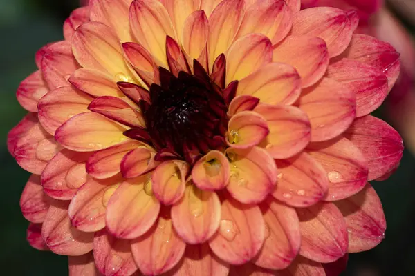 Bela Flor Gerbera Com Gotas Chuva Fundo Escuro Conceito Verão — Fotografia de Stock