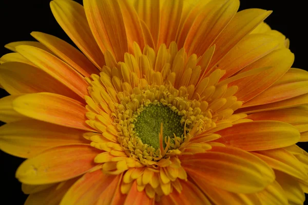 Piękny Gerbera Kwiat Ciemnym Tle Koncepcja Lato Widok Bliska — Zdjęcie stockowe