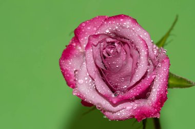 Parlak arka planda su damlaları olan güzel bir gül, yaz konsepti, yakın görüş  