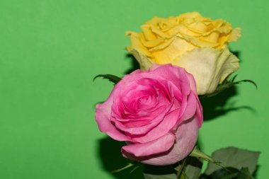 Parlak arka planda güzel güller, yaz konsepti, yakın manzara  