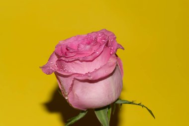 Parlak arka planda su damlaları olan güzel bir gül, yaz konsepti, yakın görüş  