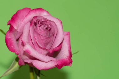 Parlak arkaplanda güzel bir gül, yaz konsepti, yakın manzara  