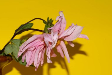 Parlak arkaplanda güzel bir çiçek, yaz konsepti, yakın görüş  