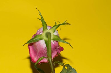 Parlak arka planda su damlaları olan güzel bir gül, yaz konsepti, yakın görüş  