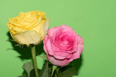 Parlak arka planda güzel güller, yaz konsepti, yakın manzara  