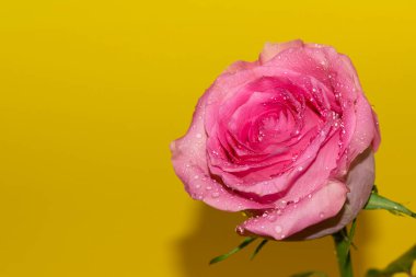 Parlak arka planda su damlaları olan güzel bir gül, yaz konsepti, yakın görüş  