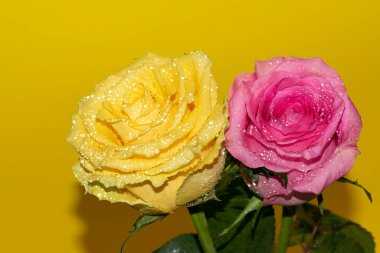 Parlak arka planda su damlaları olan güzel güller, yaz konsepti, yakın manzara  