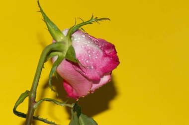 Parlak arka planda su damlaları olan güzel bir gül, yaz konsepti, yakın görüş  