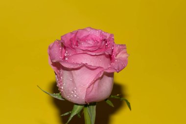 Parlak arka planda su damlaları olan güzel bir gül, yaz konsepti, yakın görüş  